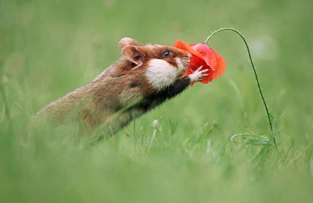 wildeuropeanhamster_005 wildeuropeanhamster_005