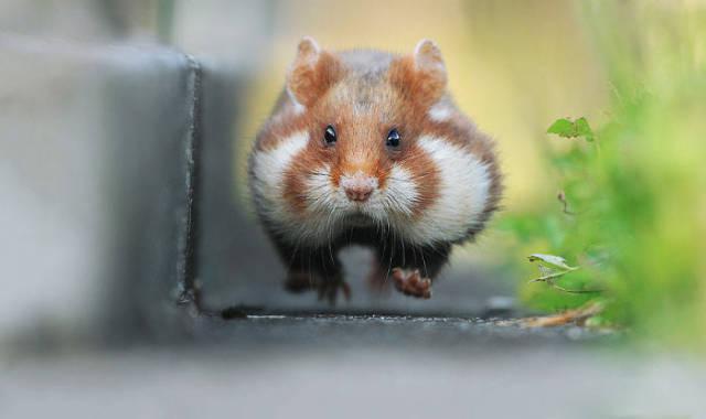 wildeuropeanhamster_006 wildeuropeanhamster_006
