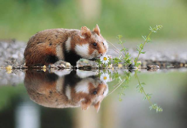 wildeuropeanhamster_007