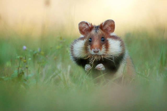 wildeuropeanhamster_009 wildeuropeanhamster_009