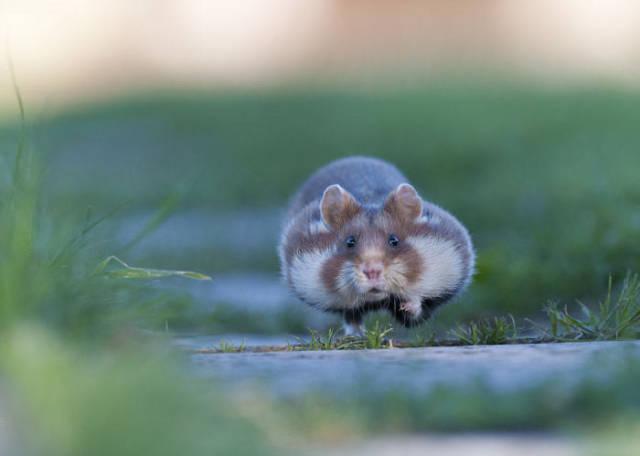 wildeuropeanhamster_011 wildeuropeanhamster_011