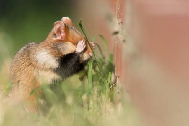 wildeuropeanhamster_012 wildeuropeanhamster_012