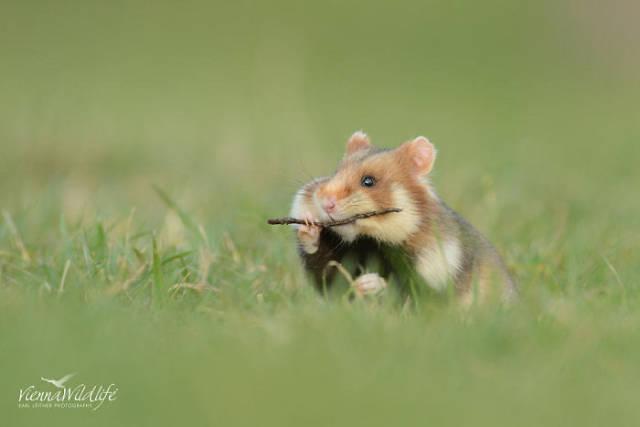 wildeuropeanhamster_013 wildeuropeanhamster_013