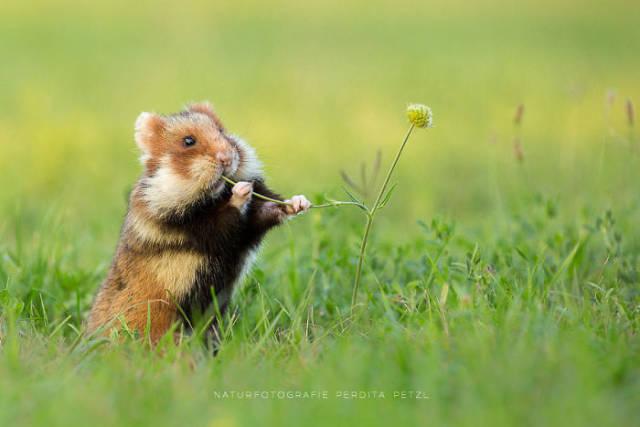 wildeuropeanhamster_014 wildeuropeanhamster_014