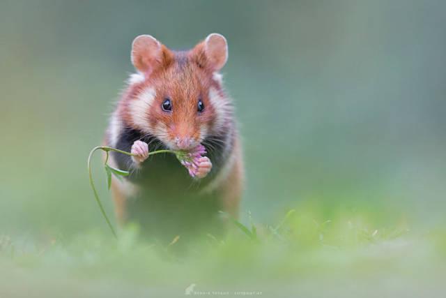 wildeuropeanhamster_015 wildeuropeanhamster_015