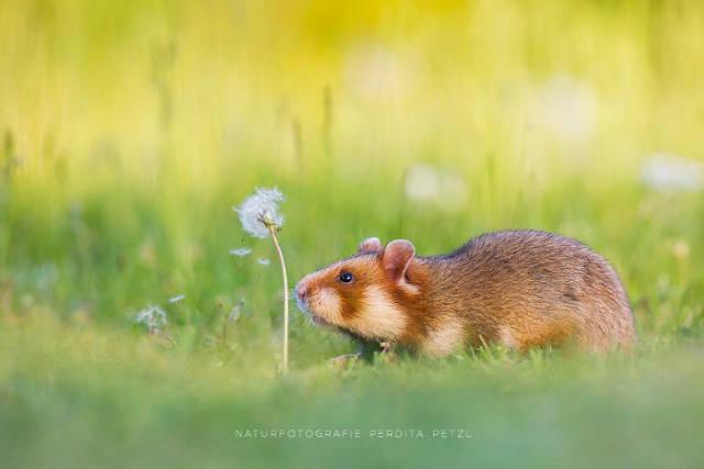 wildeuropeanhamster_016