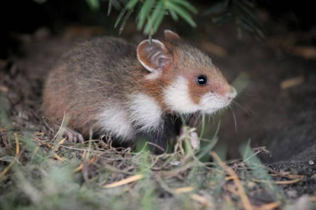 wildeuropeanhamster_017 wildeuropeanhamster_017