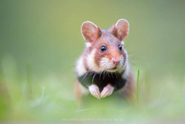 wildeuropeanhamster_018 wildeuropeanhamster_018