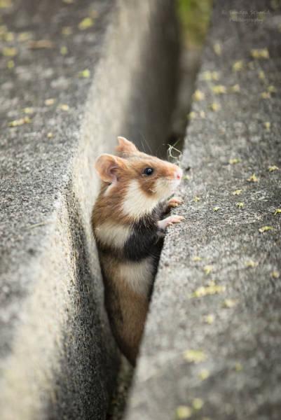 wildeuropeanhamster_019