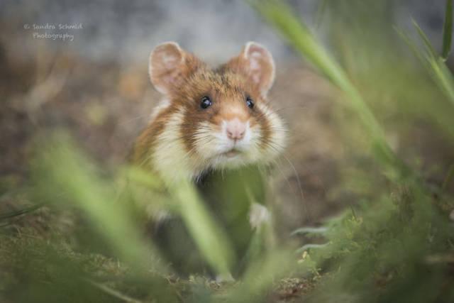 wildeuropeanhamster_020 wildeuropeanhamster_020