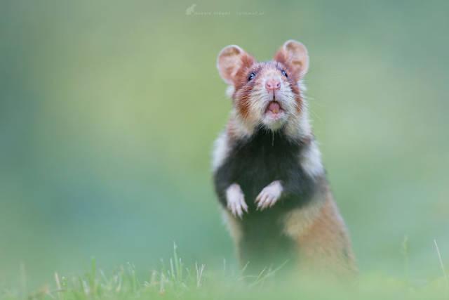 wildeuropeanhamster_021 wildeuropeanhamster_021