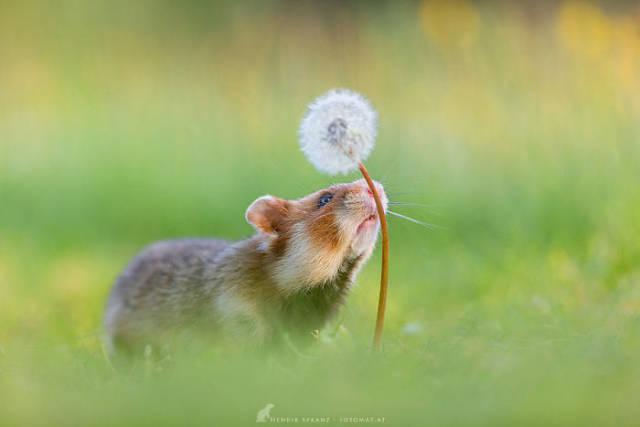 wildeuropeanhamster_022