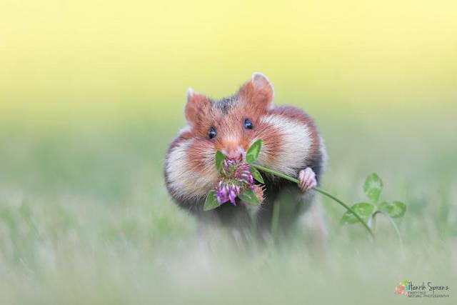 wildeuropeanhamster_023 wildeuropeanhamster_023