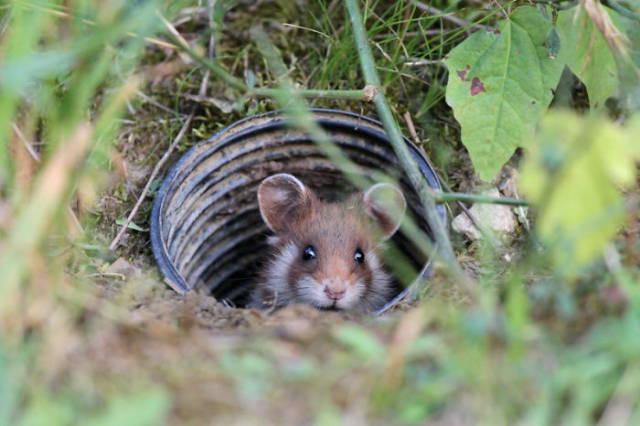 wildeuropeanhamster_024 wildeuropeanhamster_024