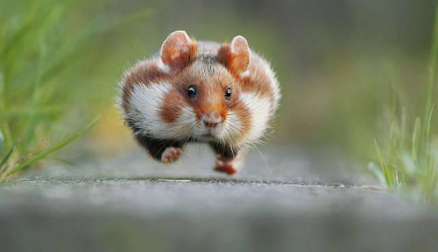 wildeuropeanhamster_026 wildeuropeanhamster_026