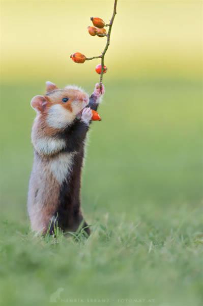 wildeuropeanhamster_028 wildeuropeanhamster_028