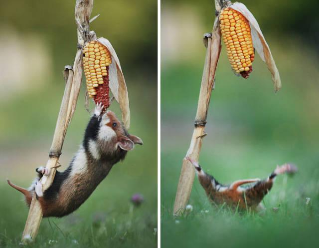 wildeuropeanhamster_029