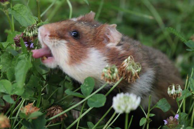 wildeuropeanhamster_030 wildeuropeanhamster_030