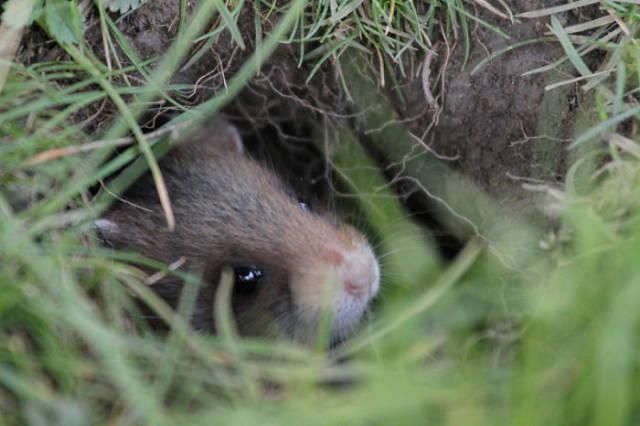 wildeuropeanhamster_031 wildeuropeanhamster_031