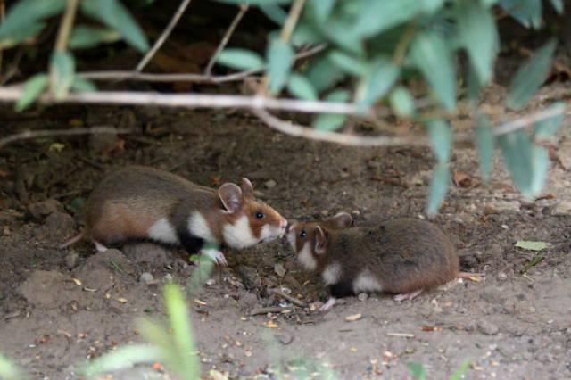 wildeuropeanhamster_032