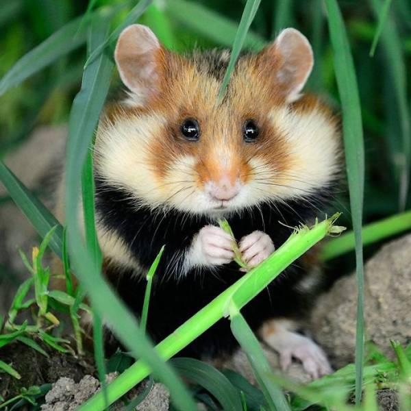wildeuropeanhamster_034 wildeuropeanhamster_034