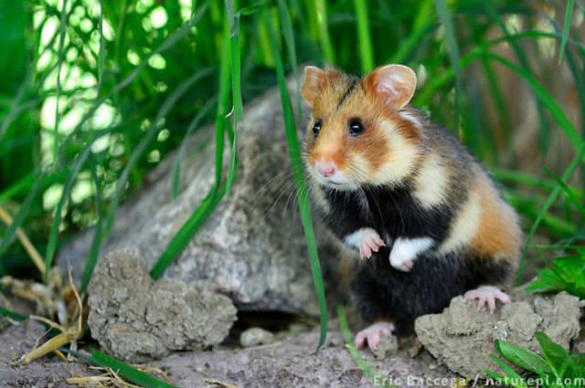 wildeuropeanhamster_035 wildeuropeanhamster_035