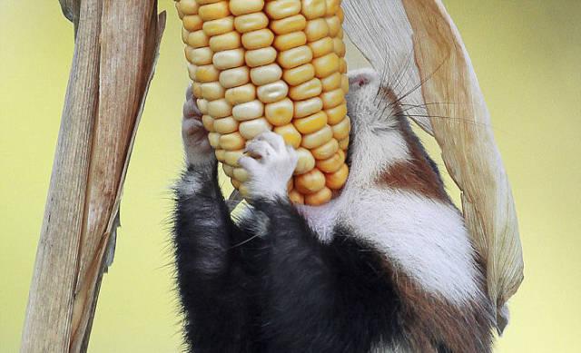 wildeuropeanhamster_036