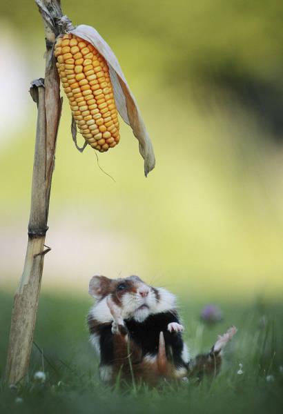 wildeuropeanhamster_037