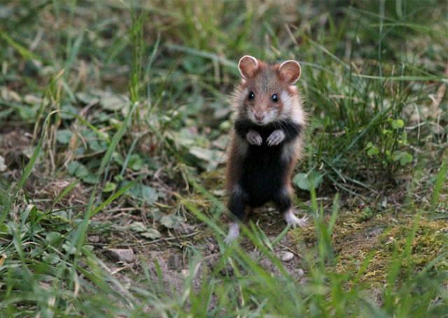 wildeuropeanhamster_038