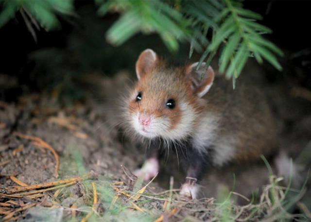 wildeuropeanhamster_039 wildeuropeanhamster_039