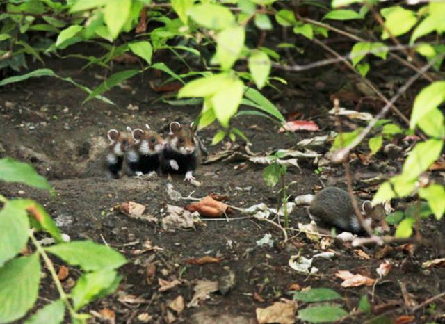 wildeuropeanhamster_040