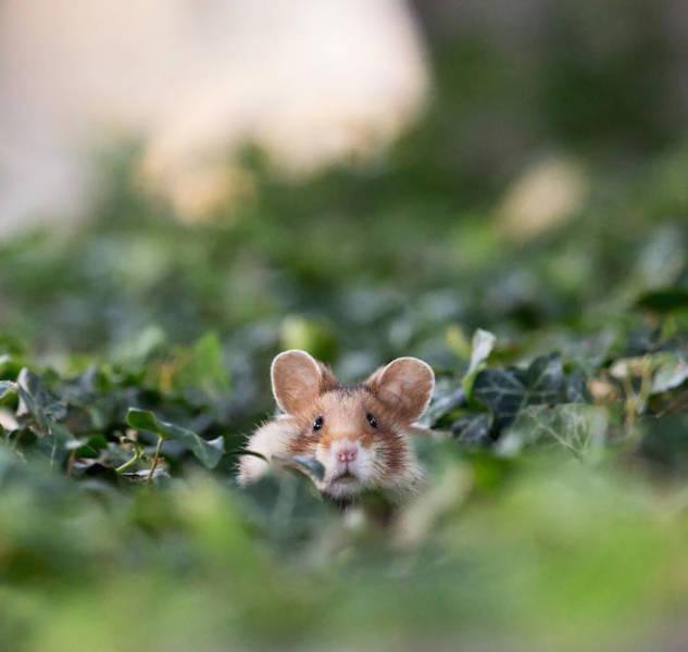 wildeuropeanhamster_041