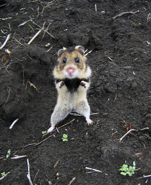 wildeuropeanhamster_042 wildeuropeanhamster_042
