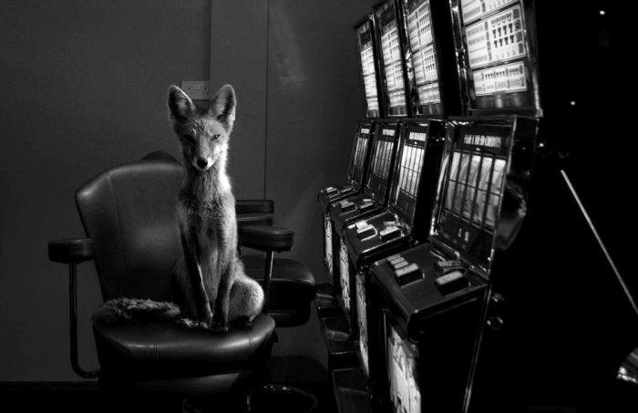 sonyworldphotographyawards_007