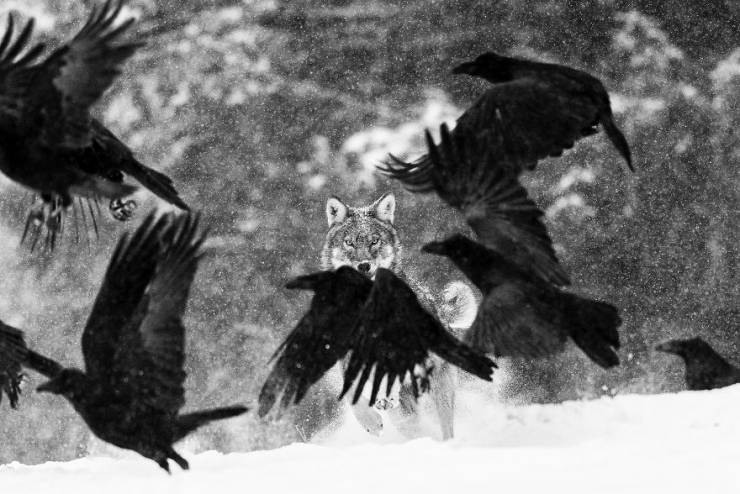 2019naturephotographer_007