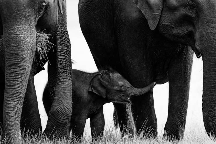 2019naturephotographer_025