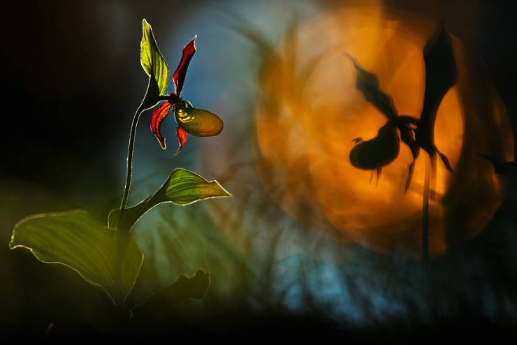 2019naturephotographer_028