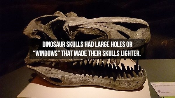 dinosaurfacts_003
