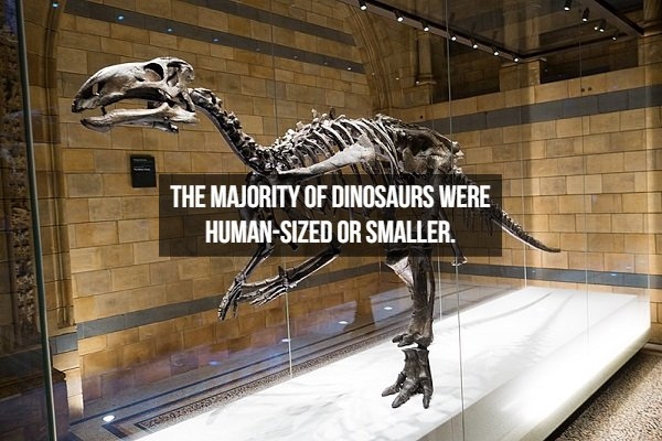dinosaurfacts_007
