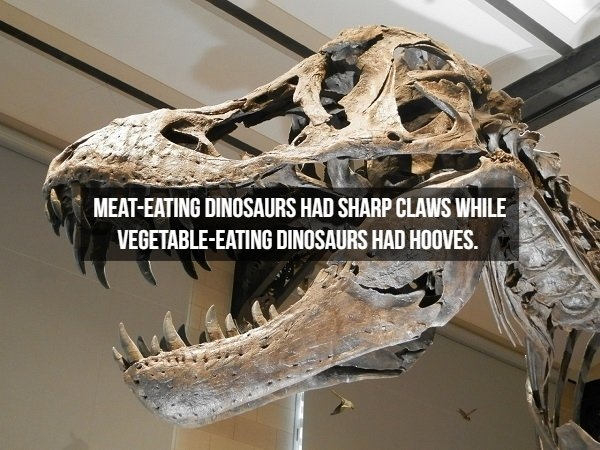 dinosaurfacts_009