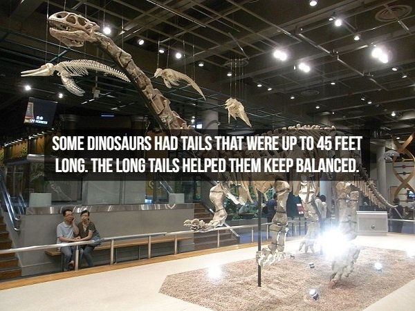 dinosaurfacts_010