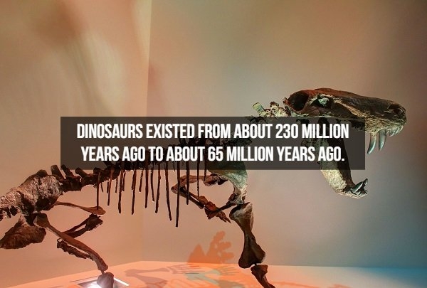 dinosaurfacts_011