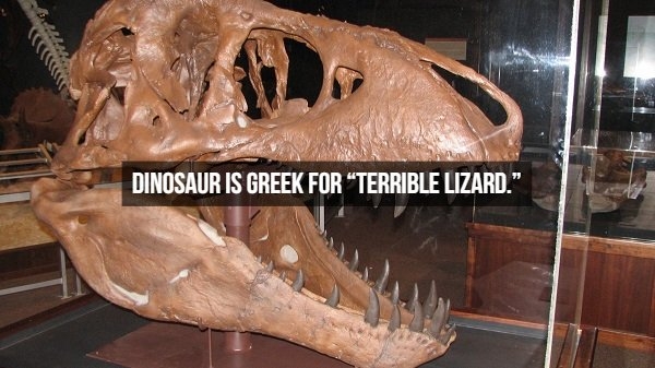 dinosaurfacts_012
