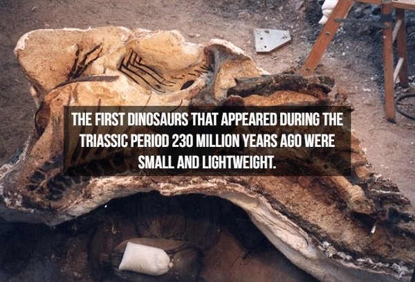 dinosaurfacts_013