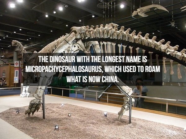 dinosaurfacts_014