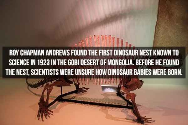 dinosaurfacts_015