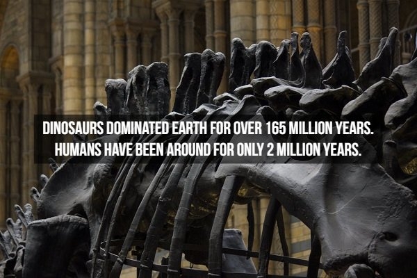 dinosaurfacts_016