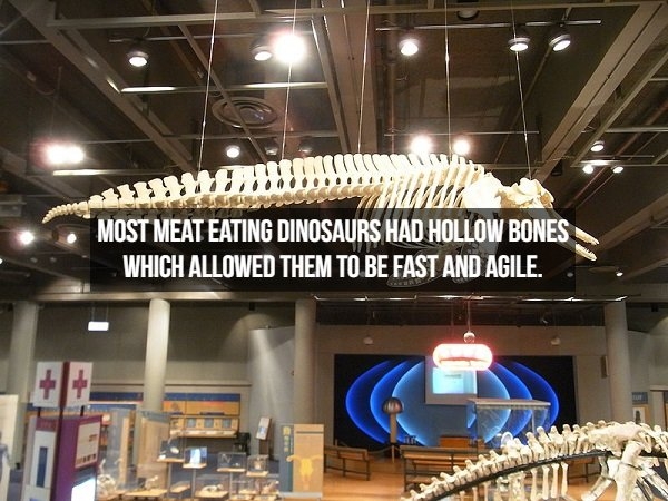 dinosaurfacts_018