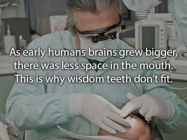 humanbodyfacts3_006