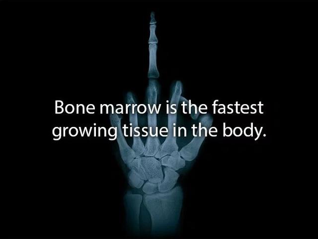humanbodyfacts3_007